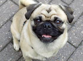 Moonpig are removing cards featuring pugs and French bulldogs  