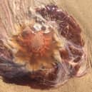 A jellyfish measuring almost one foot across was found on a South Shields beach on Thursday.