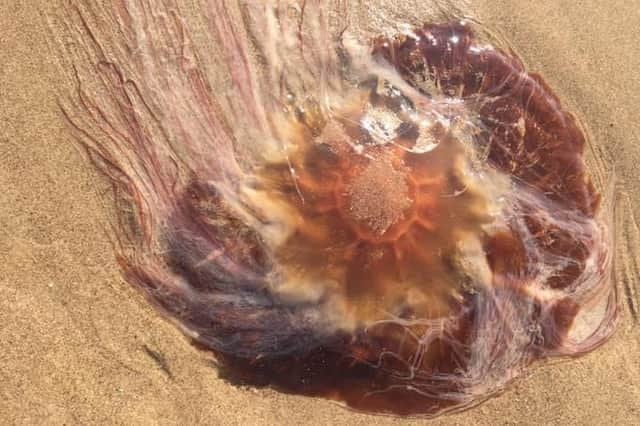 A jellyfish measuring almost one foot across was found on a South Shields beach on Thursday.