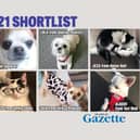 You can vote now in our Top Pet shortlist.