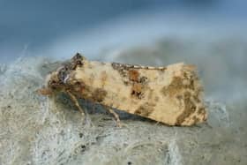 Amidst UK's insect decline, Make It Wild's Moth Surveys offer a glimmer of hope.