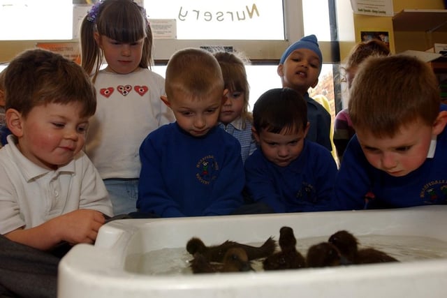 Newly hatched ducklings had these children enthralled at Wharfedale Drive Nursery in 2003.