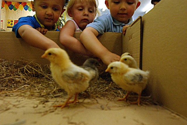 These Boldon Nursery pupils got to meet these newly hatched chicks in 2003.