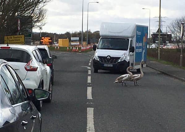 Swans bring traffic to a standstill near Testo's roundabout.