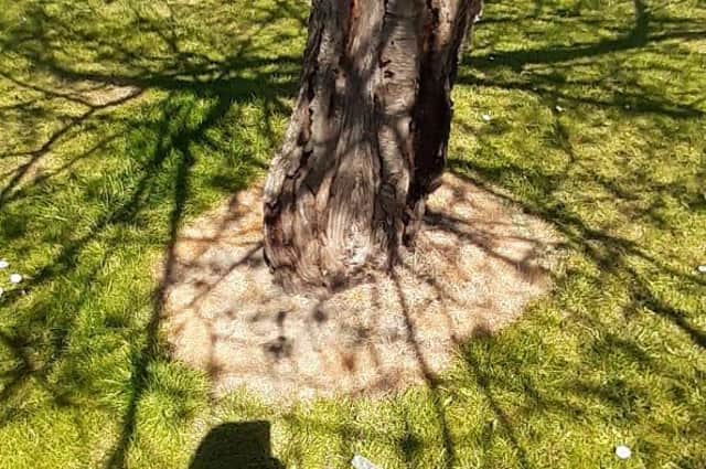 A picture sent in showing the marks around trees in the park