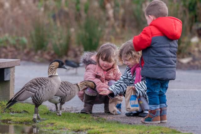 Youngsters love hand-feeding the birds at Washington Wetland Centre.