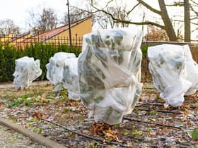 Protecting plants from the cold is vital in winter (photo: Adobe)