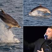 Joe McElderry is among those who spotted a pod of bottlenose dolphins off the coast in South Shields on Sunday, captured here by Stu Thompson.