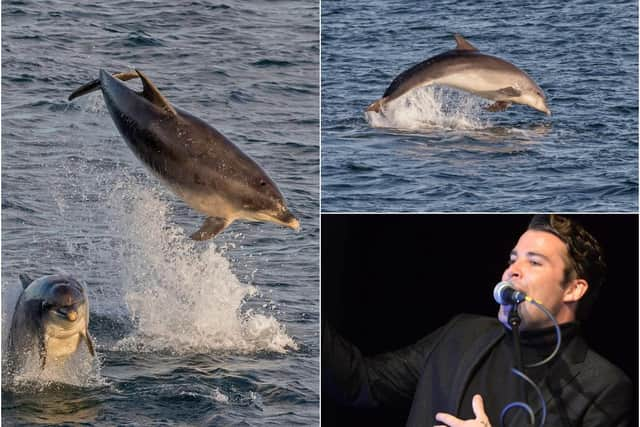 Joe McElderry is among those who spotted a pod of bottlenose dolphins off the coast in South Shields on Sunday, captured here by Stu Thompson.