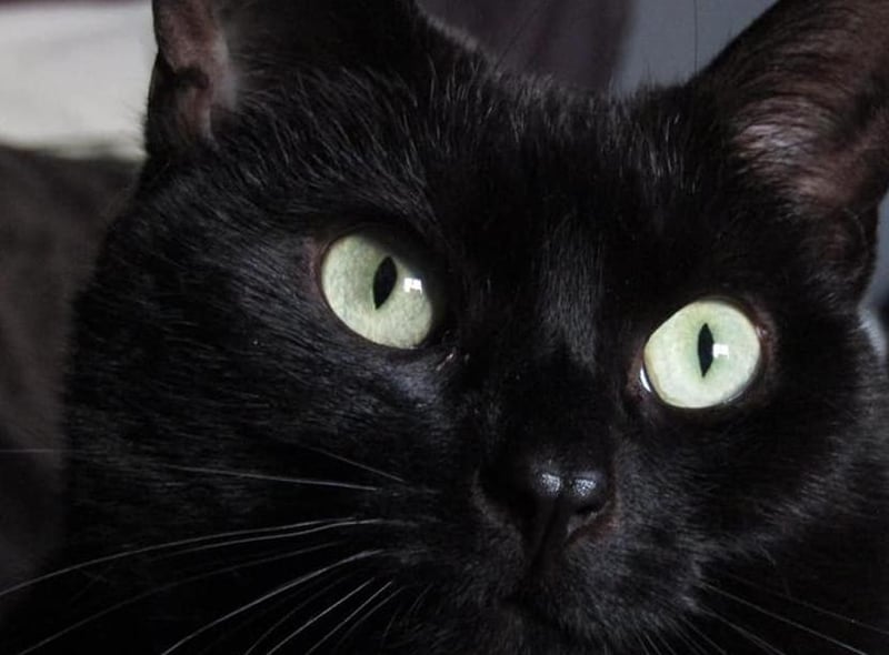 A beautiful close-up portrait of Luna. What a girl!