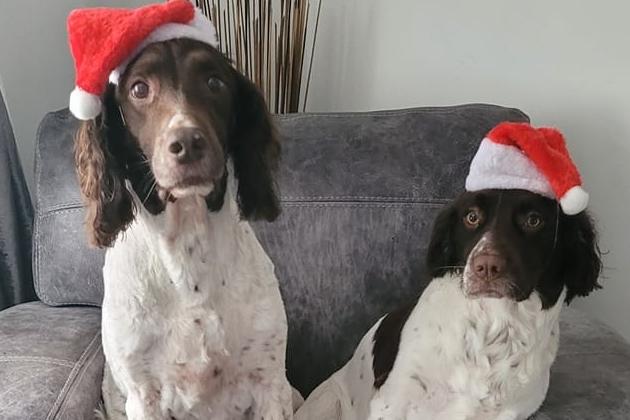 Matching hats and matching mischief for dogs Paddy and May.