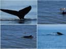 Andrew Douglas, from Serenity Farne Island Boat Tours, saw a humpback whale swimming off the Northumberland coast and walker Jake Dawson spotted dolphins in Amble.