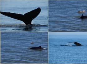 Andrew Douglas, from Serenity Farne Island Boat Tours, saw a humpback whale swimming off the Northumberland coast and walker Jake Dawson spotted dolphins in Amble.