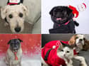 Here comes Santa Paws! Meet our third batch of festive stars as we look towards Christmas.