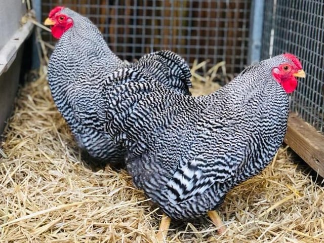 Sweet and Sour are two grey and white Plymouth Rock Cockerels. They are living together whilst being cared for by the RSPCA, but do not need to be rehomed together. They are looking for a home with other chickens in a large pen with a coop. They are being cared for at the RSPCA Stubbington Ark branch.