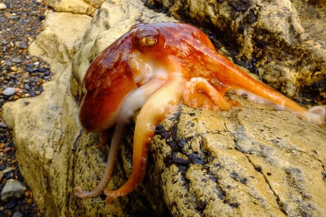 A close-up on the octopus.