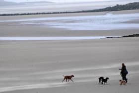 Dog beach bans: When are dogs banned from South Tyneside beaches in 2023? (Photo by Paul ELLIS / AFP)