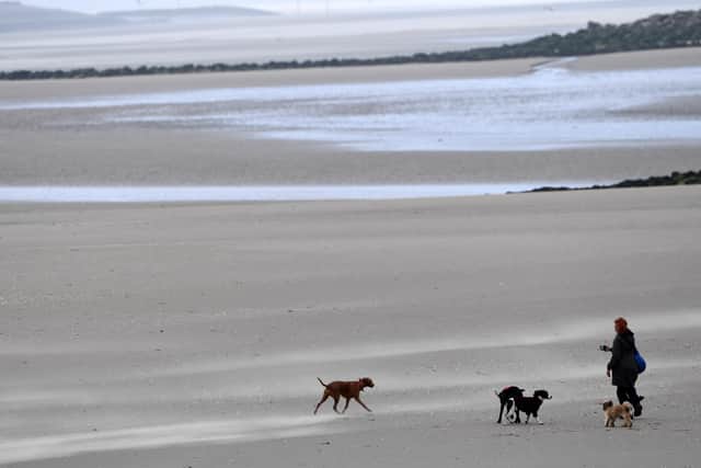 Dog beach bans: When are dogs banned from South Tyneside beaches in 2023? (Photo by Paul ELLIS / AFP)
