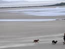 Dog beach bans: When are dogs banned from South Tyneside beaches in 2023? (Photo by Paul ELLIS / AFP)