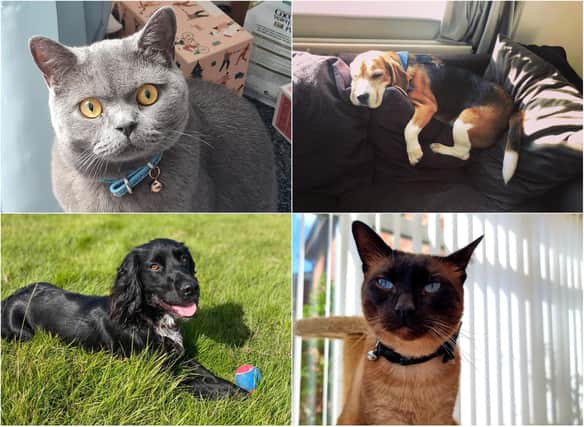 Your pictures in honour of National Pet Month.