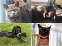 Your pictures in honour of National Pet Month.