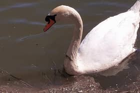 A male swan and his cygnet were reportedly killed by dogs at Monkton Marsh.
