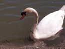 A male swan and his cygnet were reportedly killed by dogs at Monkton Marsh.