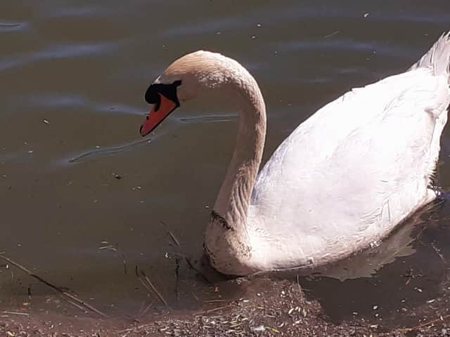 A male swan and his cygnet were reportedly killed by dogs at Monkton Marsh.