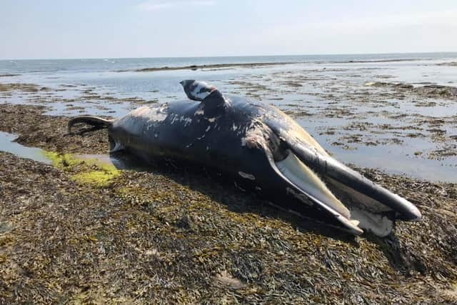 Five members of Howick Coastguard Rescue Team responded to calls following the discovery of a the dead whale at Boulmer.