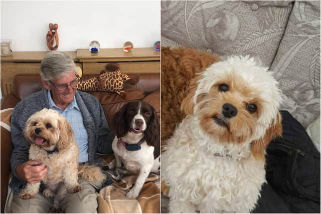 Bob Dial and Biscuit with another family dog, Holly.