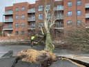 An uprooted tree in Sunderland caused by Storm Arwen.