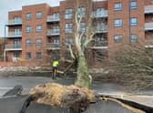 An uprooted tree in Sunderland caused by Storm Arwen.