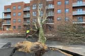 An uprooted tree in Sunderland caused by Storm Arwen.