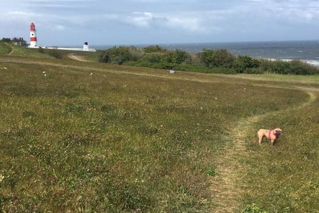 Poppy enjoying one of her long walks.