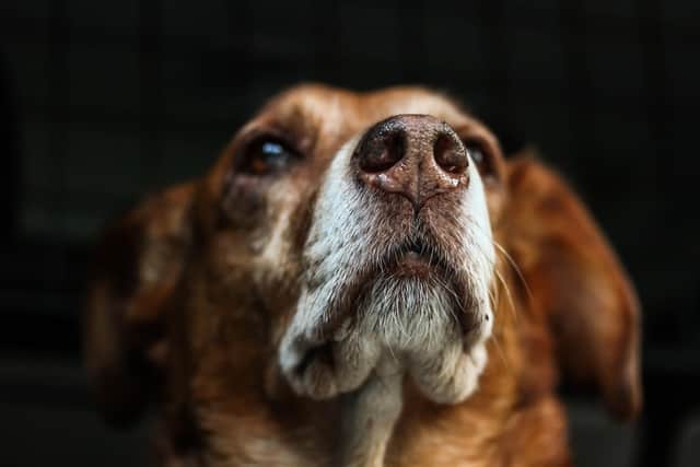 Studies are looking at how dogs can sniff out viruses as scientists continue to look at ways to beat the coronavirus crisis.
