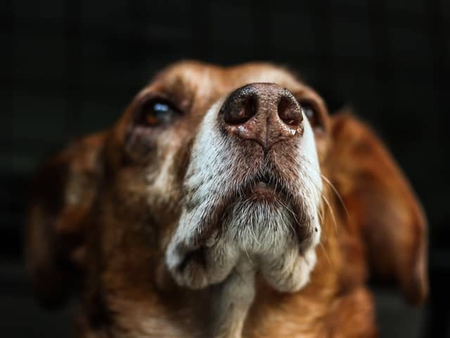 Studies are looking at how dogs can sniff out viruses as scientists continue to look at ways to beat the coronavirus crisis.