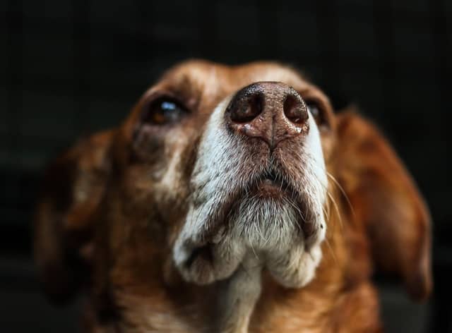 Studies are looking at how dogs can sniff out viruses as scientists continue to look at ways to beat the coronavirus crisis.