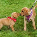Animal lovers are urged to bring their dogs to the walk.