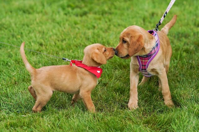 Animal lovers are urged to bring their dogs to the walk.