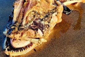 The strange looking creature found on Whitburn beach.