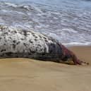 A dead seal spotted in Warkworth last summer/ Credit: Weirdly Natural Photography
