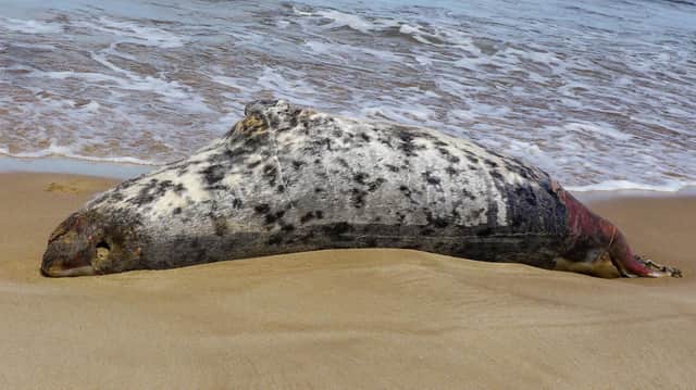 A dead seal spotted in Warkworth last summer/ Credit: Weirdly Natural Photography