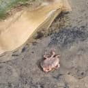 Some of the dead crabs on Seaton Carew beach.

Photo: Carl Clyne