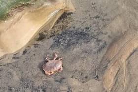 Some of the dead crabs on Seaton Carew beach.

Photo: Carl Clyne