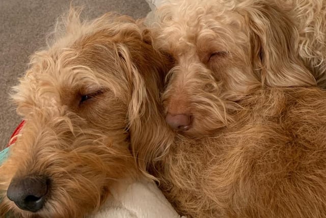 Poppy and Pongo the Labradoodles are ready for bed.