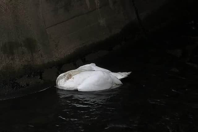 The swan was found dead on the morning of Thursday, November 26. Picture by John Melia.