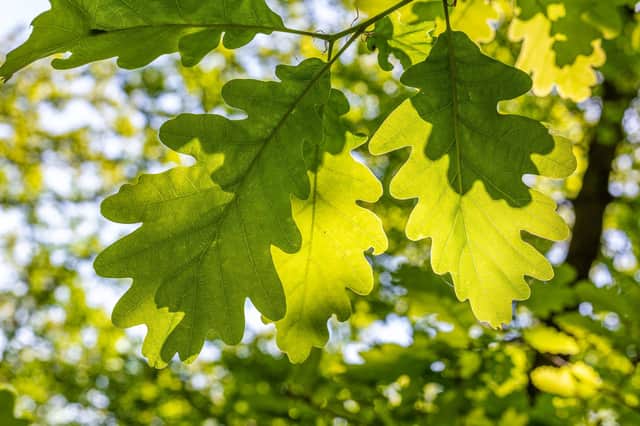 Tree-planting is a core part of the council's climate strategy
