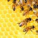 There are plans for a bee farm in a South Tyneside park.