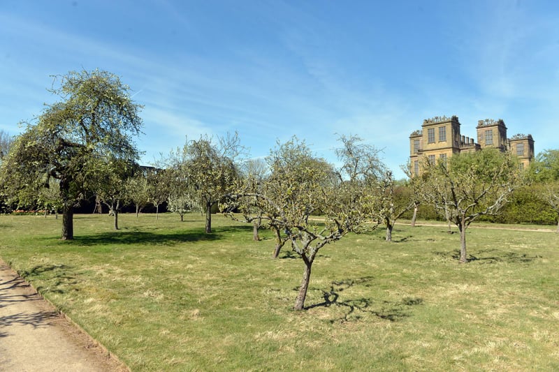 Hardwick's fruiting orchard.