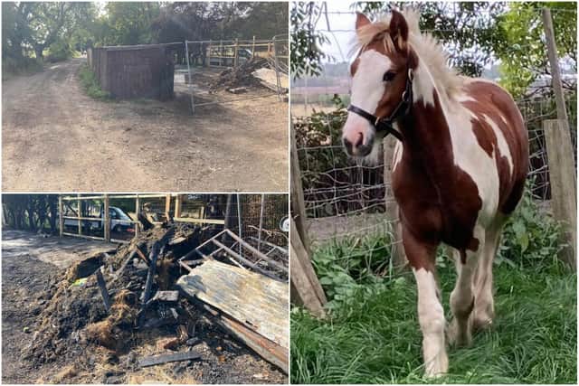 Apache, a scewbald cob, died after the stables where he was being kept in East Boldon were set on fire in an arson attack.